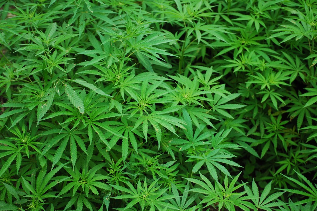 Recreational Marijuana