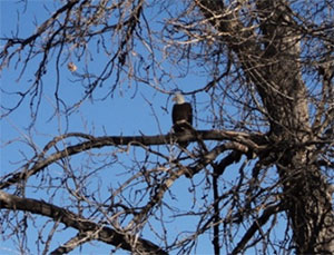 Bird in Tree