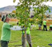 People planting a tree