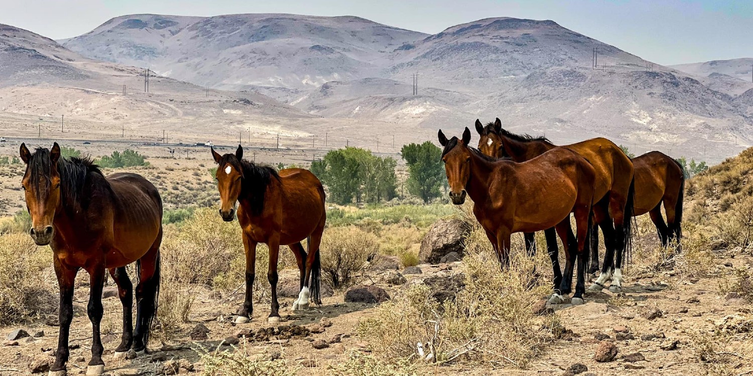 Horses in the wild on desert landscape with mountains in the background