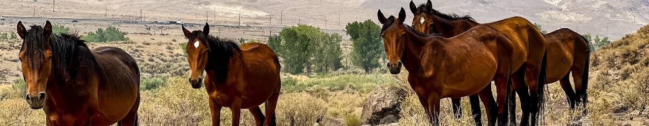 Four wild horses on Virginia Range