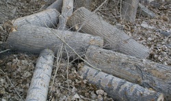 Firewood Waiting to be Cut